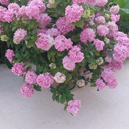 Plavi&zuti Žaborić